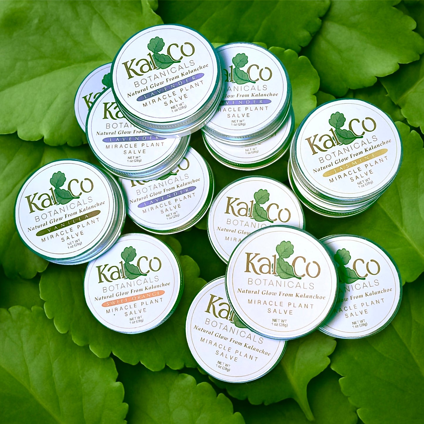 Kal & Co Botanicals Kalanchoe Pinnata Salve 1 oz – Leaf of Life Natural Moisturizer