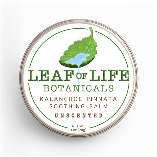 Kal & Co Botanicals Kalanchoe Pinnata Salve 1 oz – Leaf of Life Natural Moisturizer